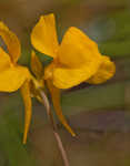 Horned bladderwort